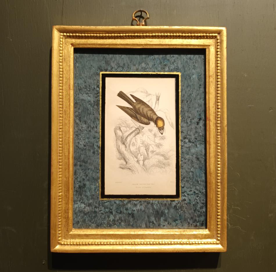 A Set Of 19th Century Framed Bird Engravings By William Swainson