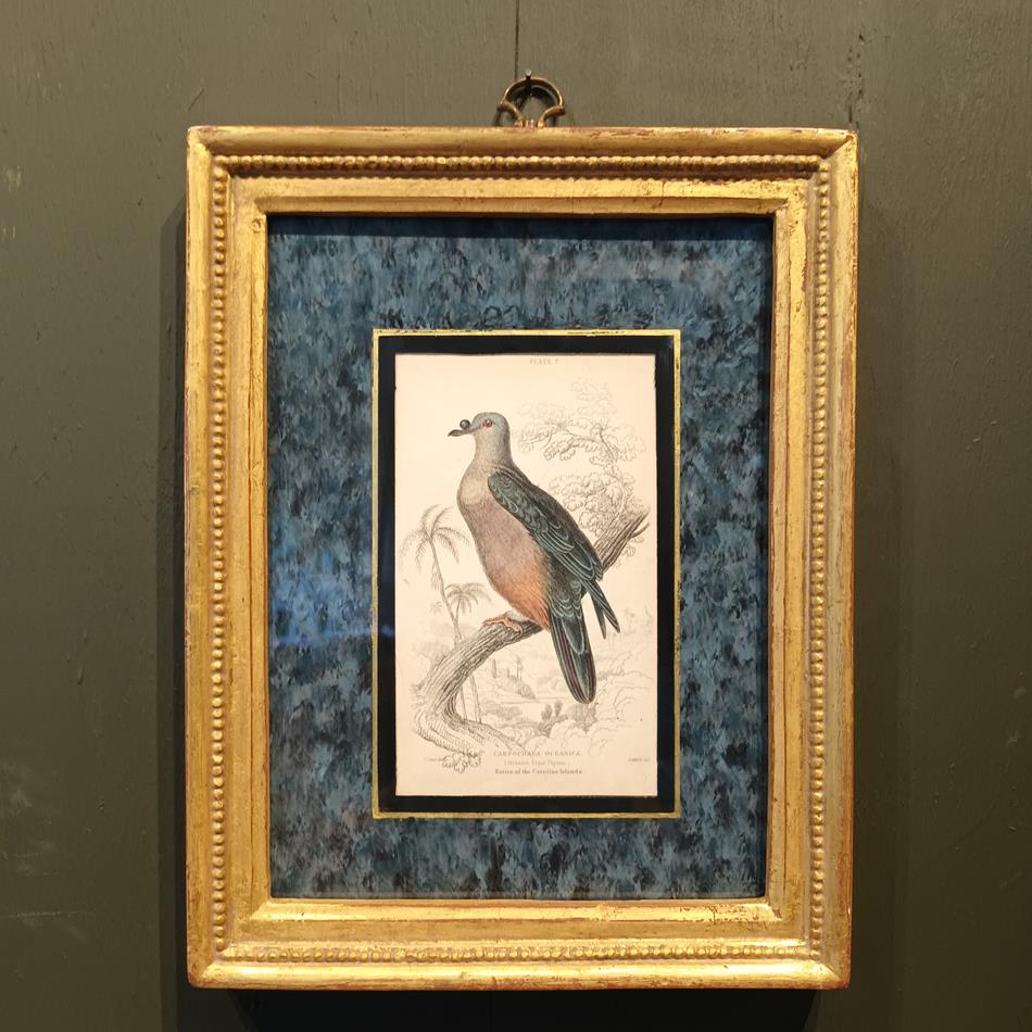 A Set Of 19th Century Framed Bird Engravings By Edward Lear