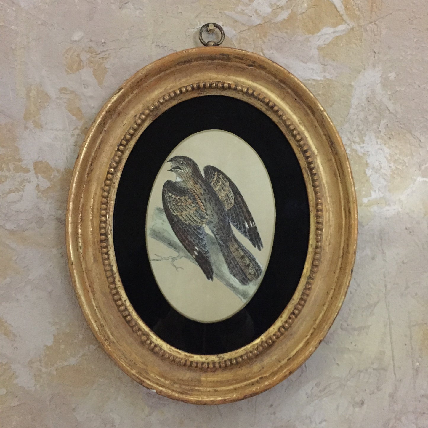 Collections Of Framed Bird Engravings