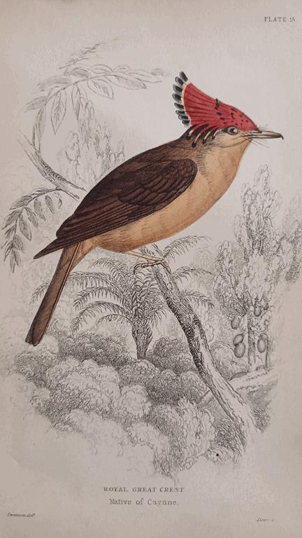 A Set Of 19th Century Framed Bird Engravings By William Swainson
