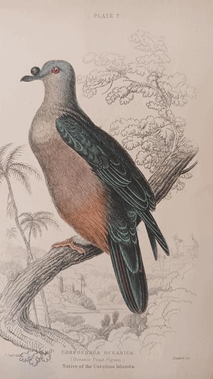 A Set Of 19th Century Framed Bird Engravings By Edward Lear