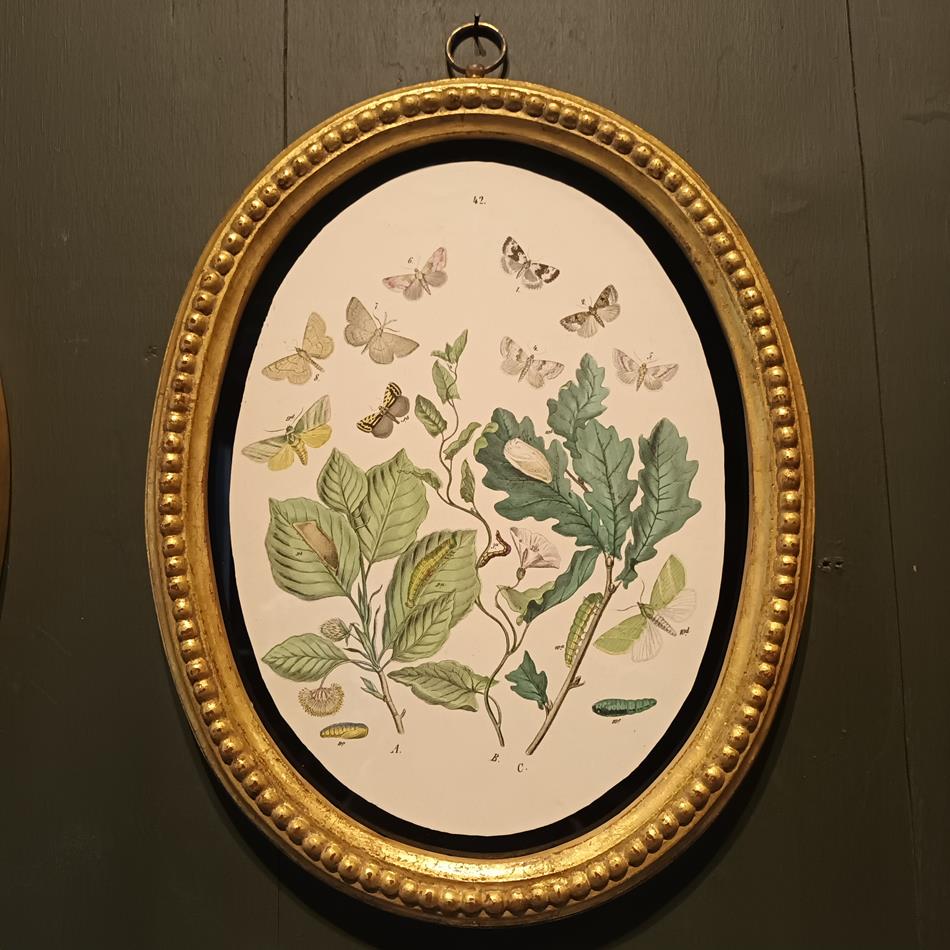 A Set Of Oval Framed Butterfly Prints