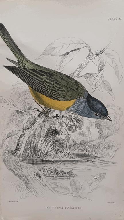 A Set Of 19th Century Framed Bird Engravings By William Swainson
