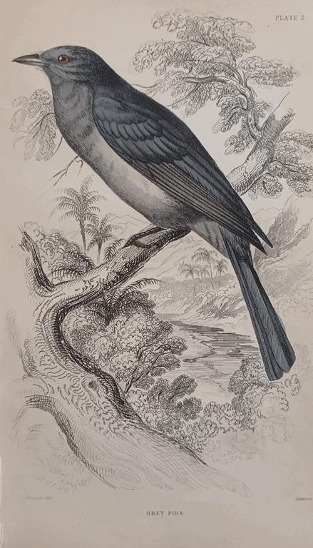 A Set Of 19th Century Framed Bird Engravings By William Swainson