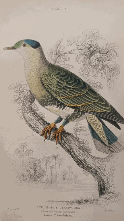 A Set Of 19th Century Framed Bird Engravings By Edward Lear
