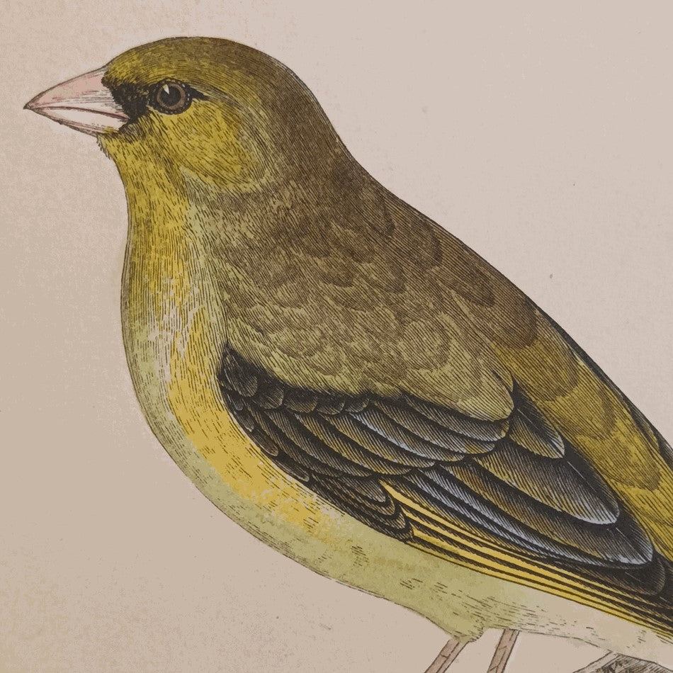 A Set Of 19th Century Framed Bird Prints