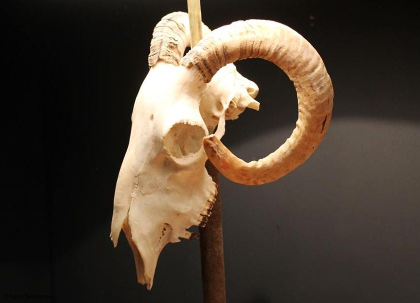 Ram Head Skull Lamp