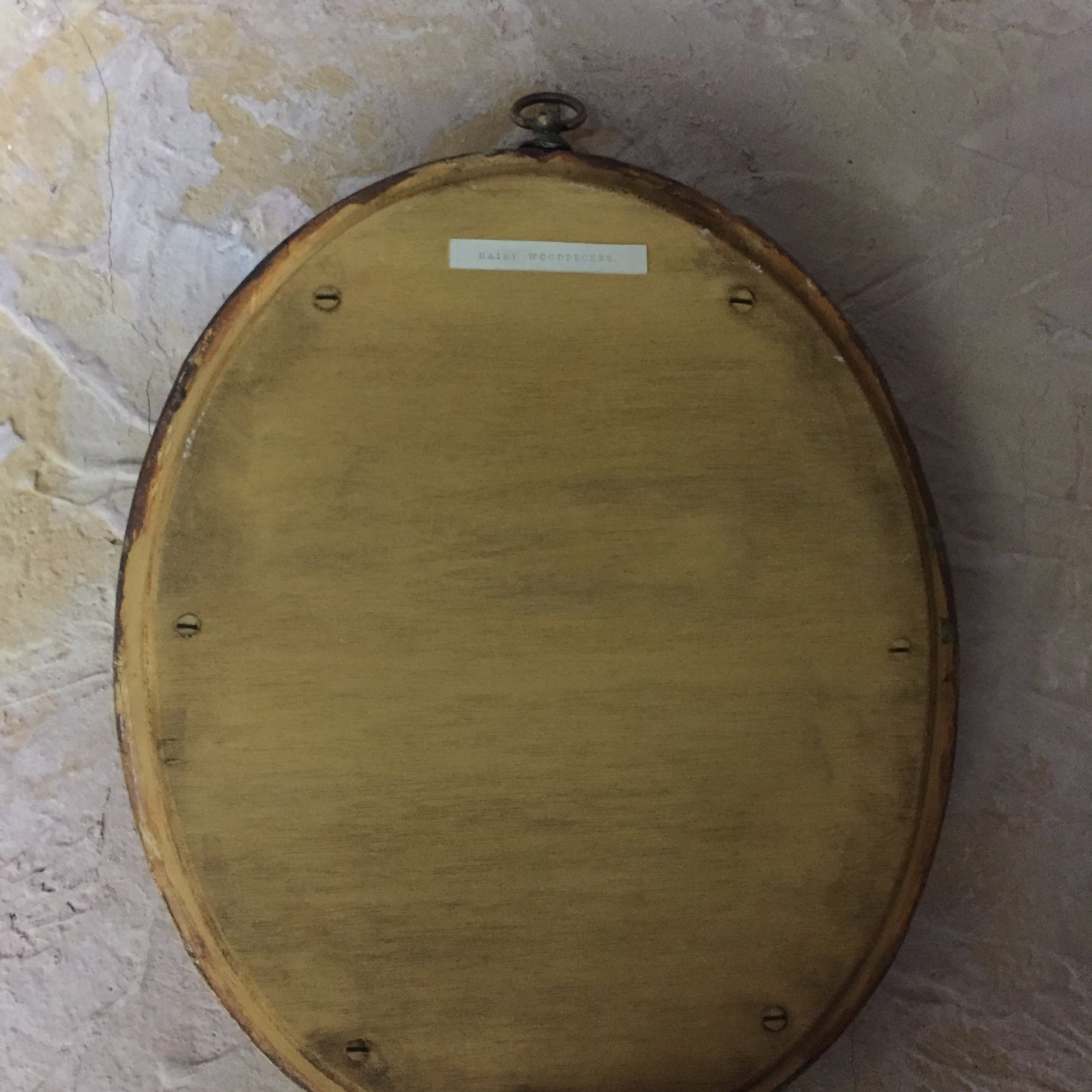 Collections Of Framed Bird Engravings