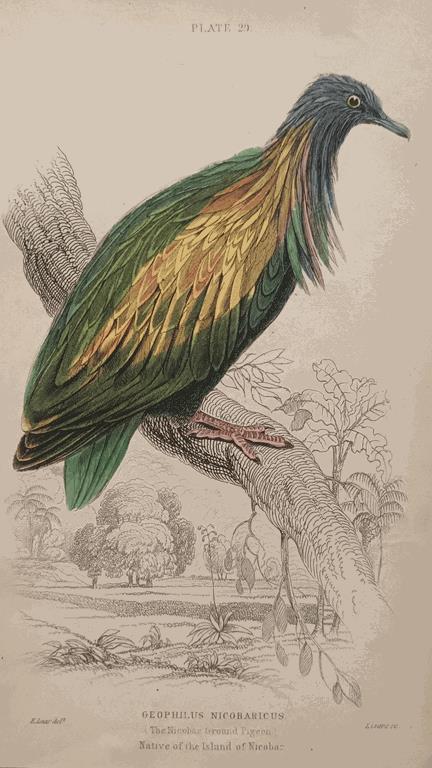 A Set Of 19th Century Framed Bird Engravings By Edward Lear