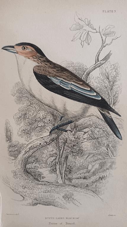A Set Of 19th Century Framed Bird Engravings By William Swainson
