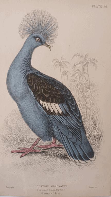 A Set Of 19th Century Framed Bird Engravings By Edward Lear