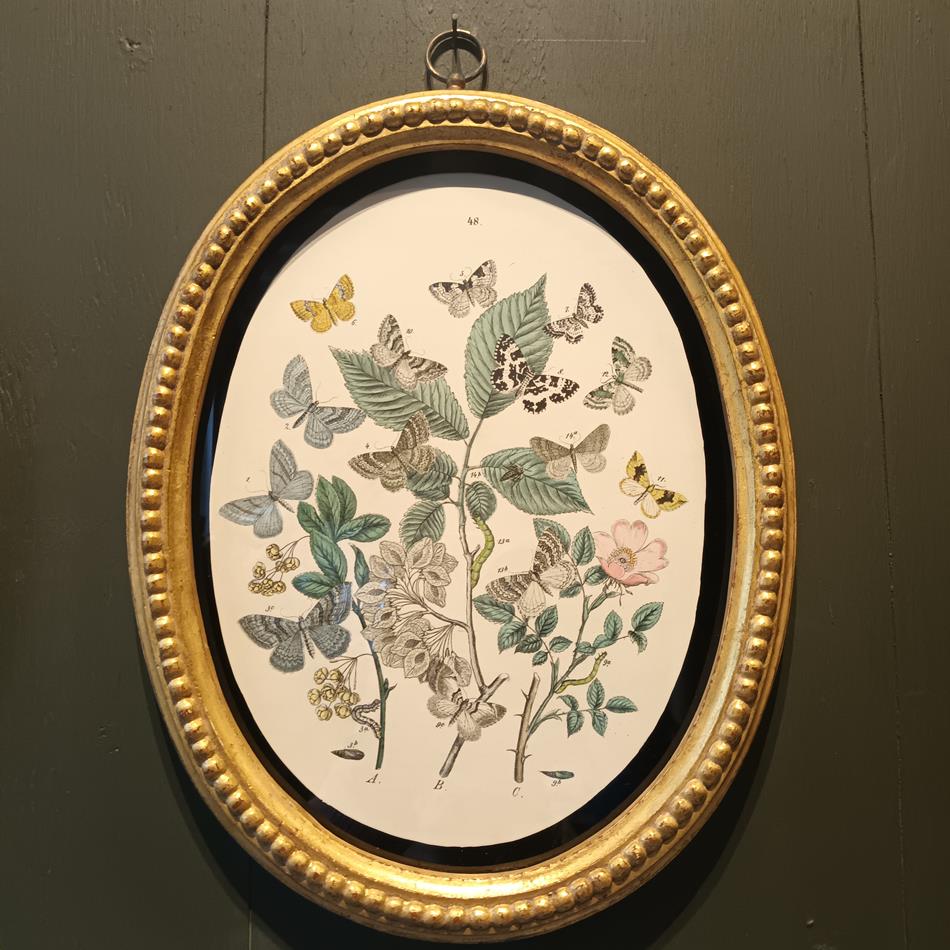 A Set Of Oval Framed Butterfly Prints