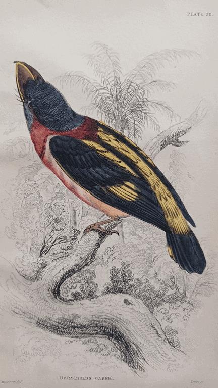 A Set Of 19th Century Framed Bird Engravings By William Swainson