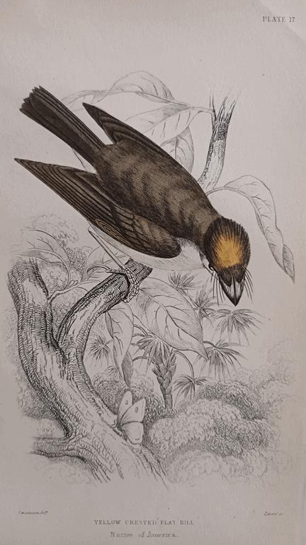 A Set Of 19th Century Framed Bird Engravings By William Swainson