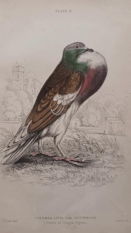 A Set Of 19th Century Framed Bird Engravings By Edward Lear