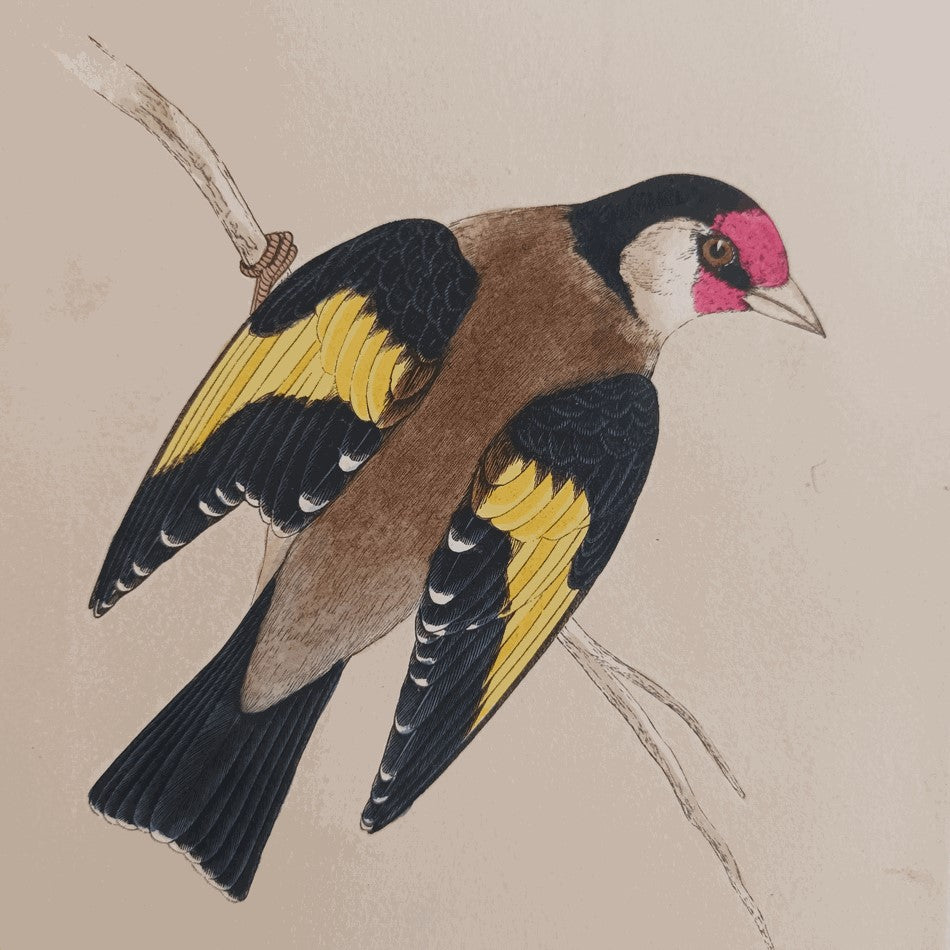 A Set Of 19th Century Framed Bird Prints