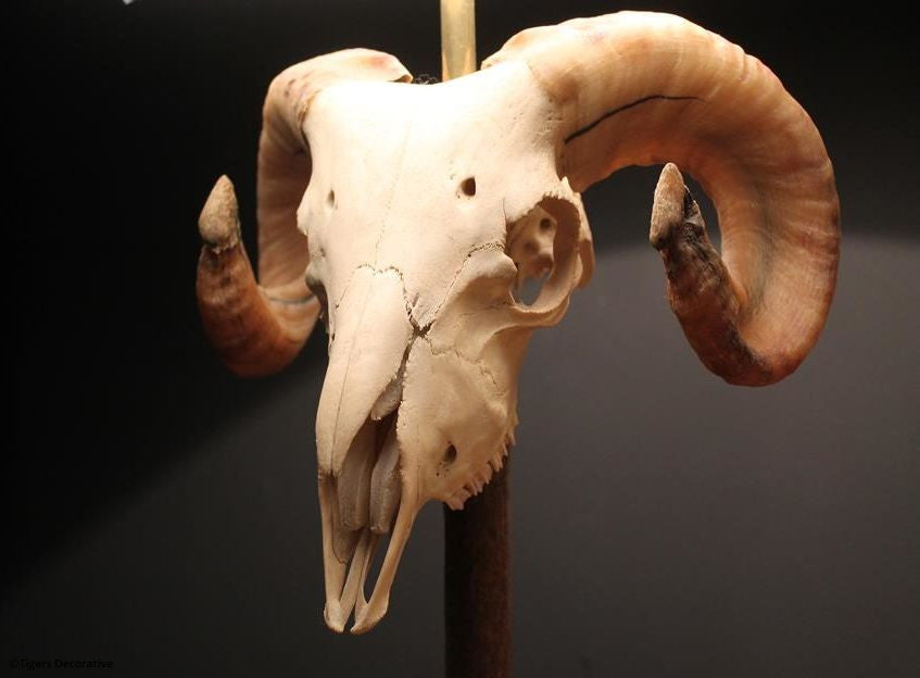 Ram Head Skull Lamp