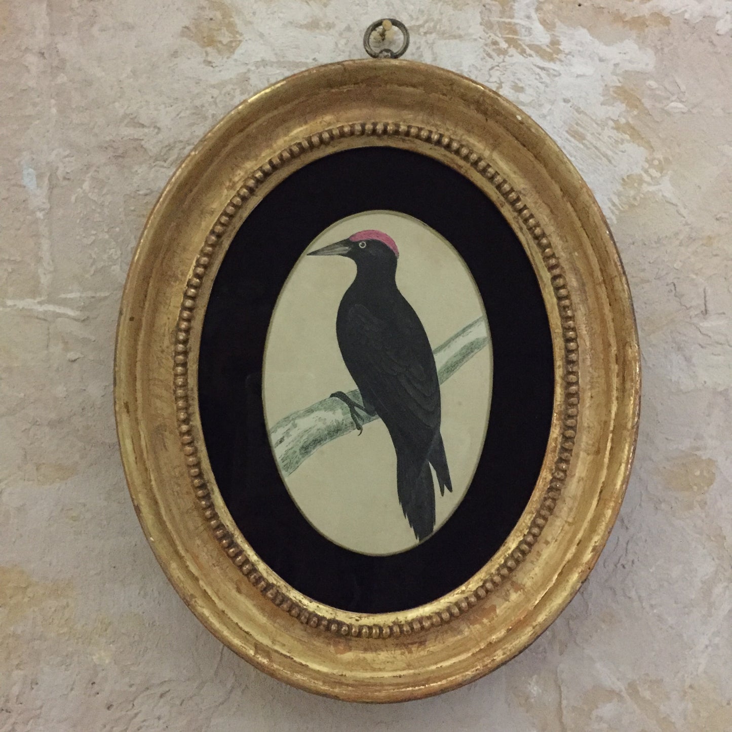 Collections Of Framed Bird Engravings
