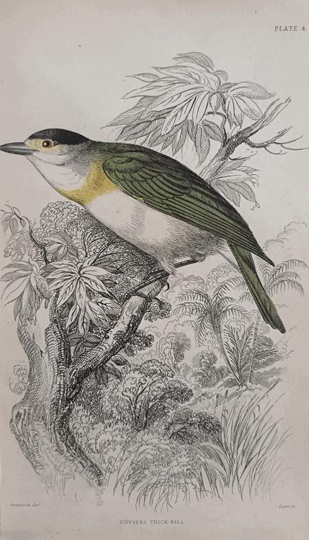 A Set Of 19th Century Framed Bird Engravings By William Swainson