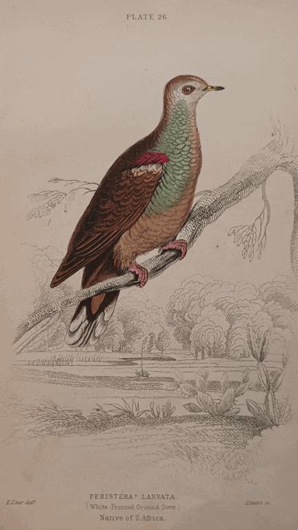 A Set Of 19th Century Framed Bird Engravings By Edward Lear