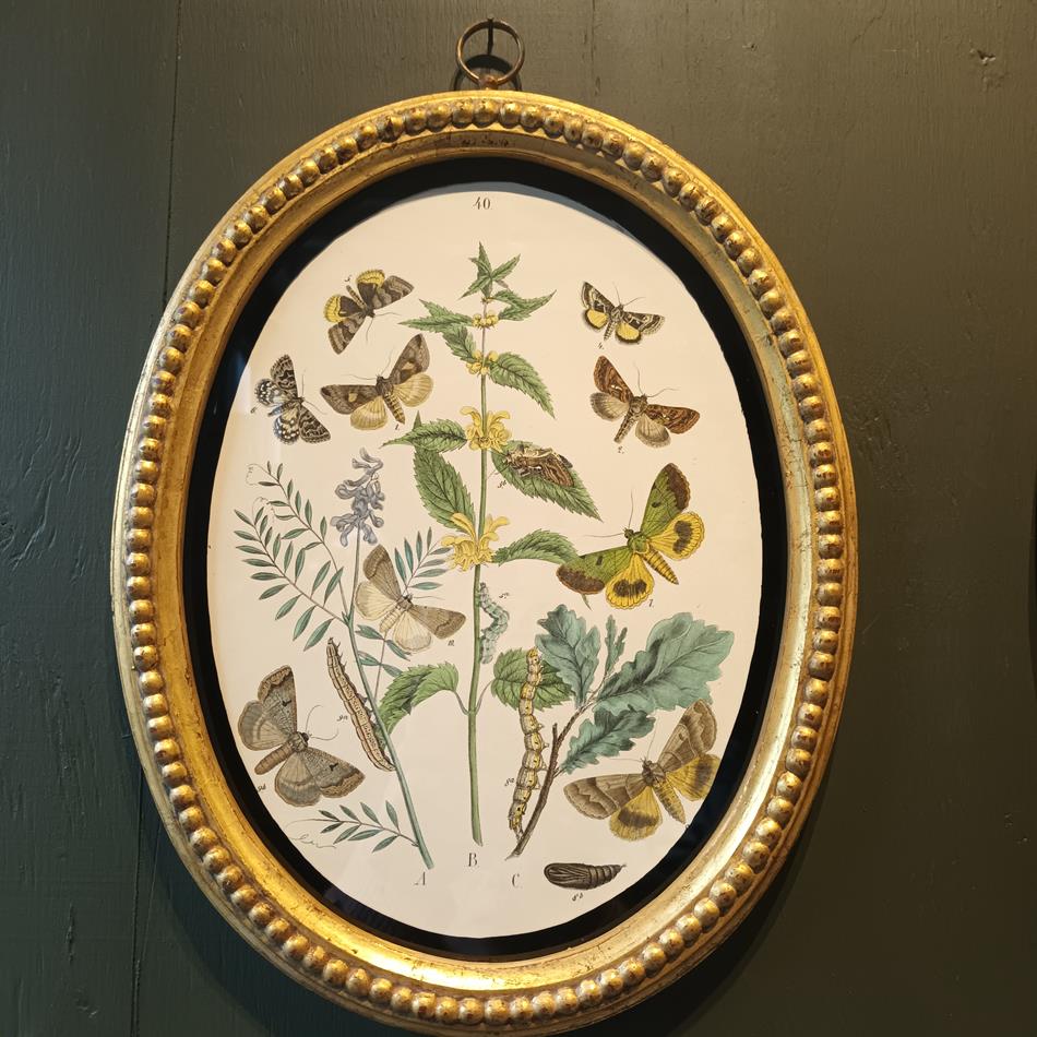 A Set Of Oval Framed Butterfly Prints