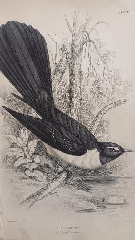 A Set Of 19th Century Framed Bird Engravings By William Swainson