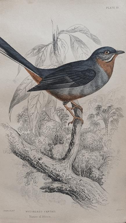 A Set Of 19th Century Framed Bird Engravings By William Swainson