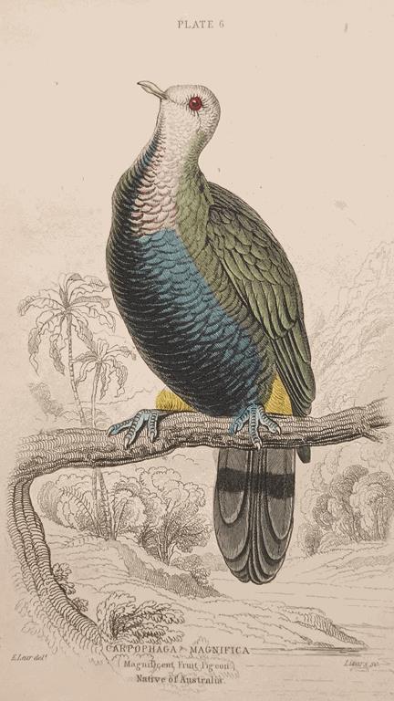 A Set Of 19th Century Framed Bird Engravings By Edward Lear