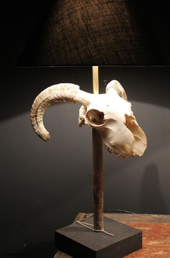 Ram Head Skull Lamp