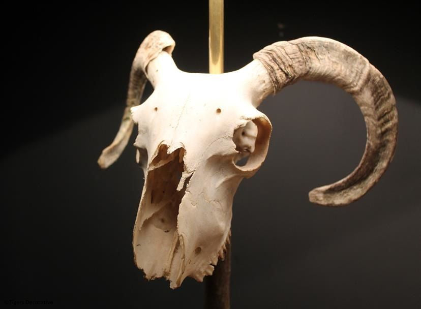 Ram Head Skull Lamp