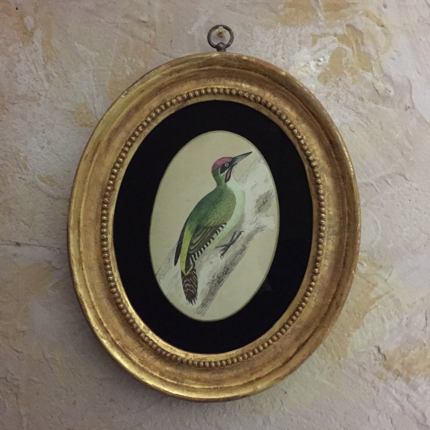 Collections Of Framed Bird Engravings