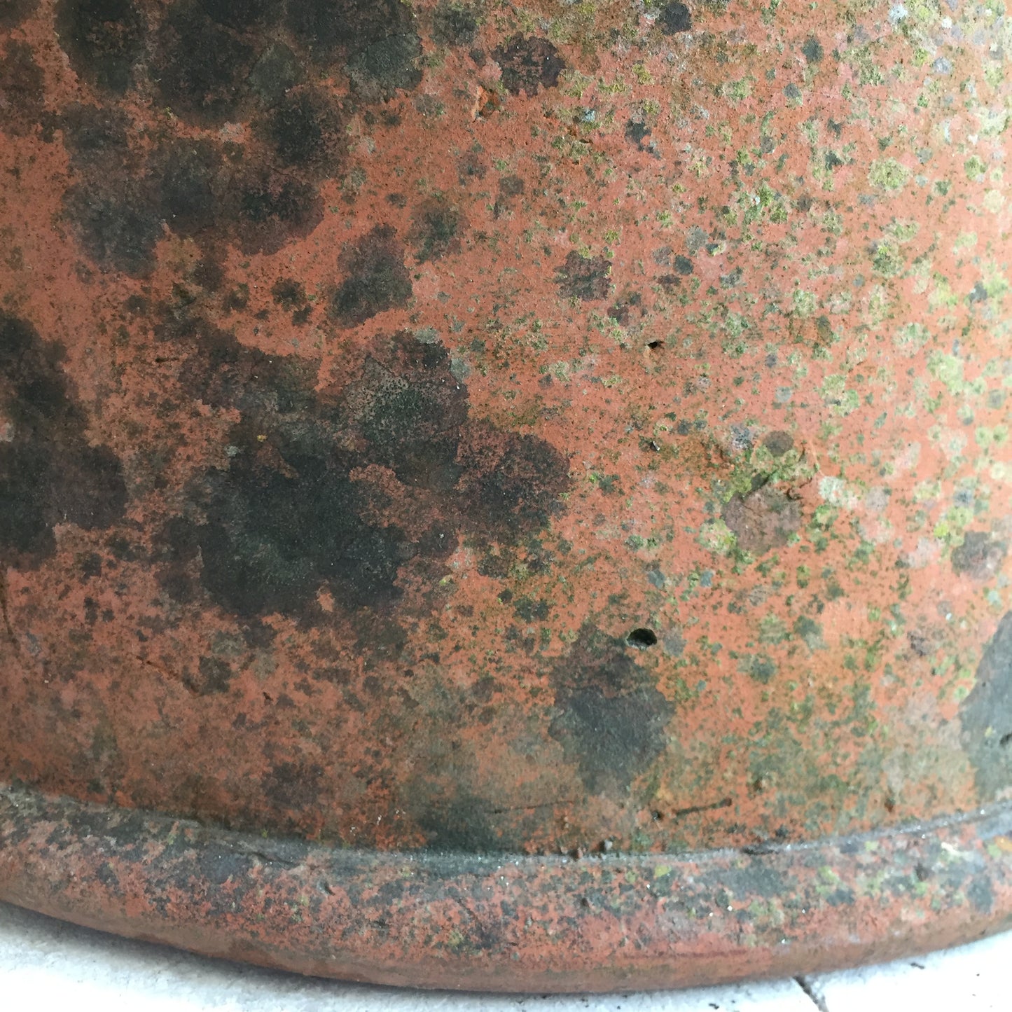 Terracotta Rhubarb Forcer