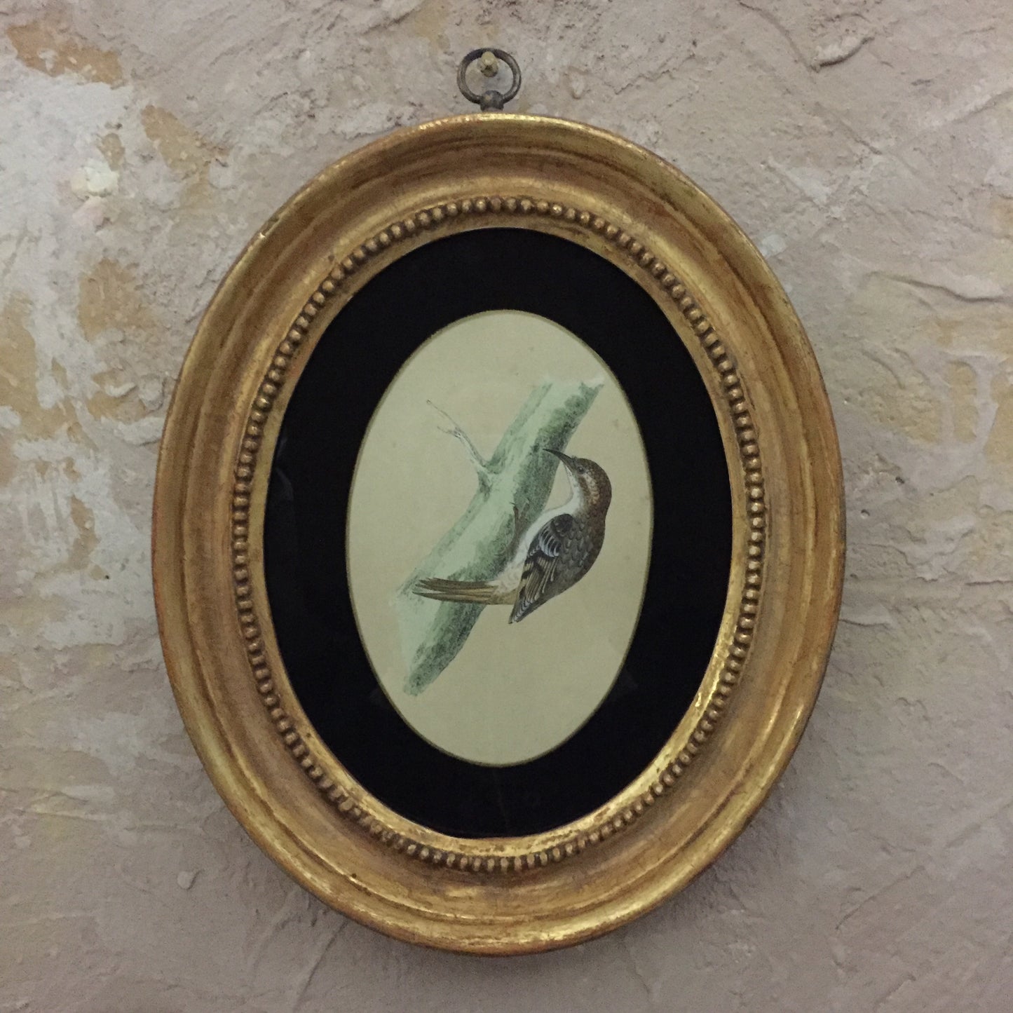Collections Of Framed Bird Engravings