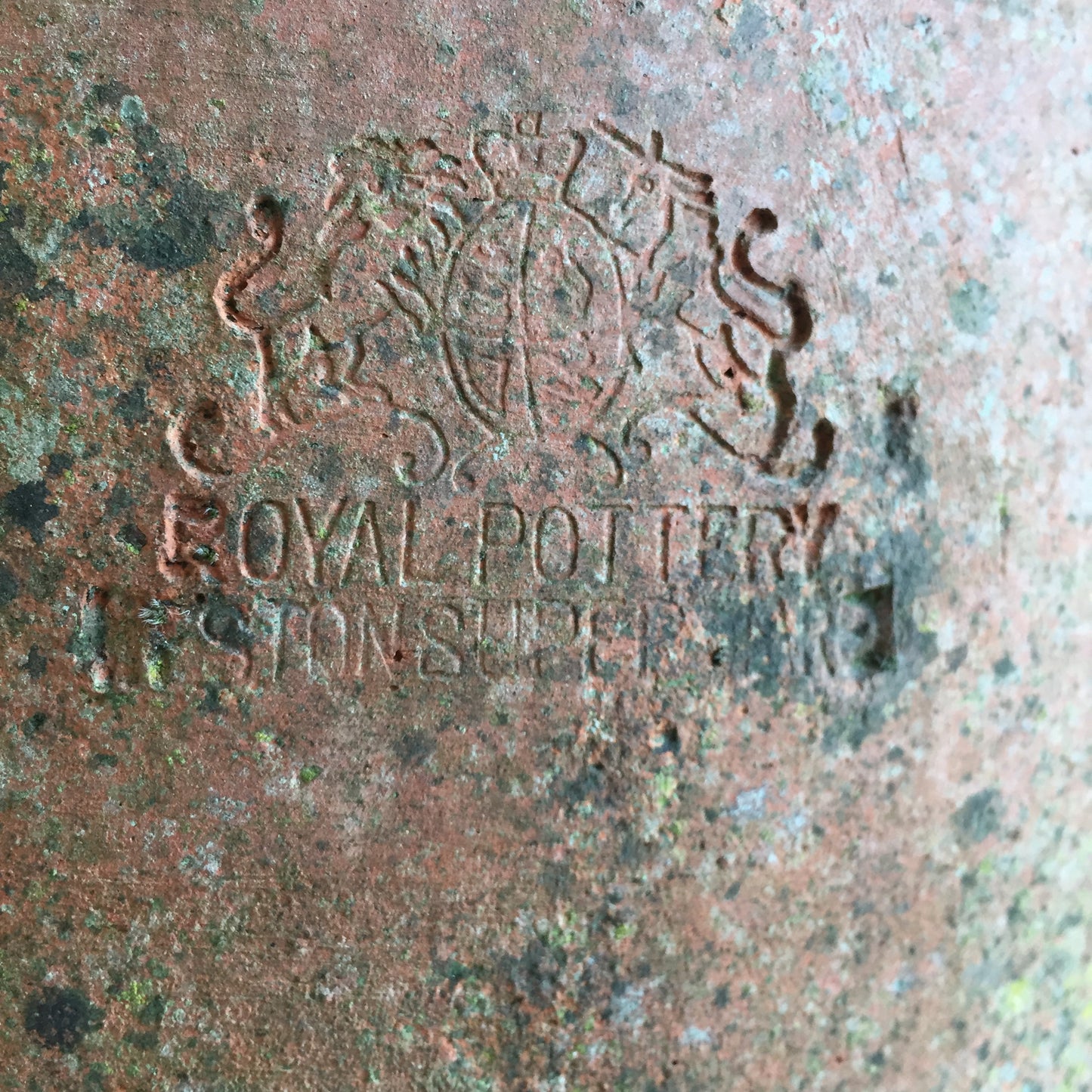 Terracotta Rhubarb Forcer