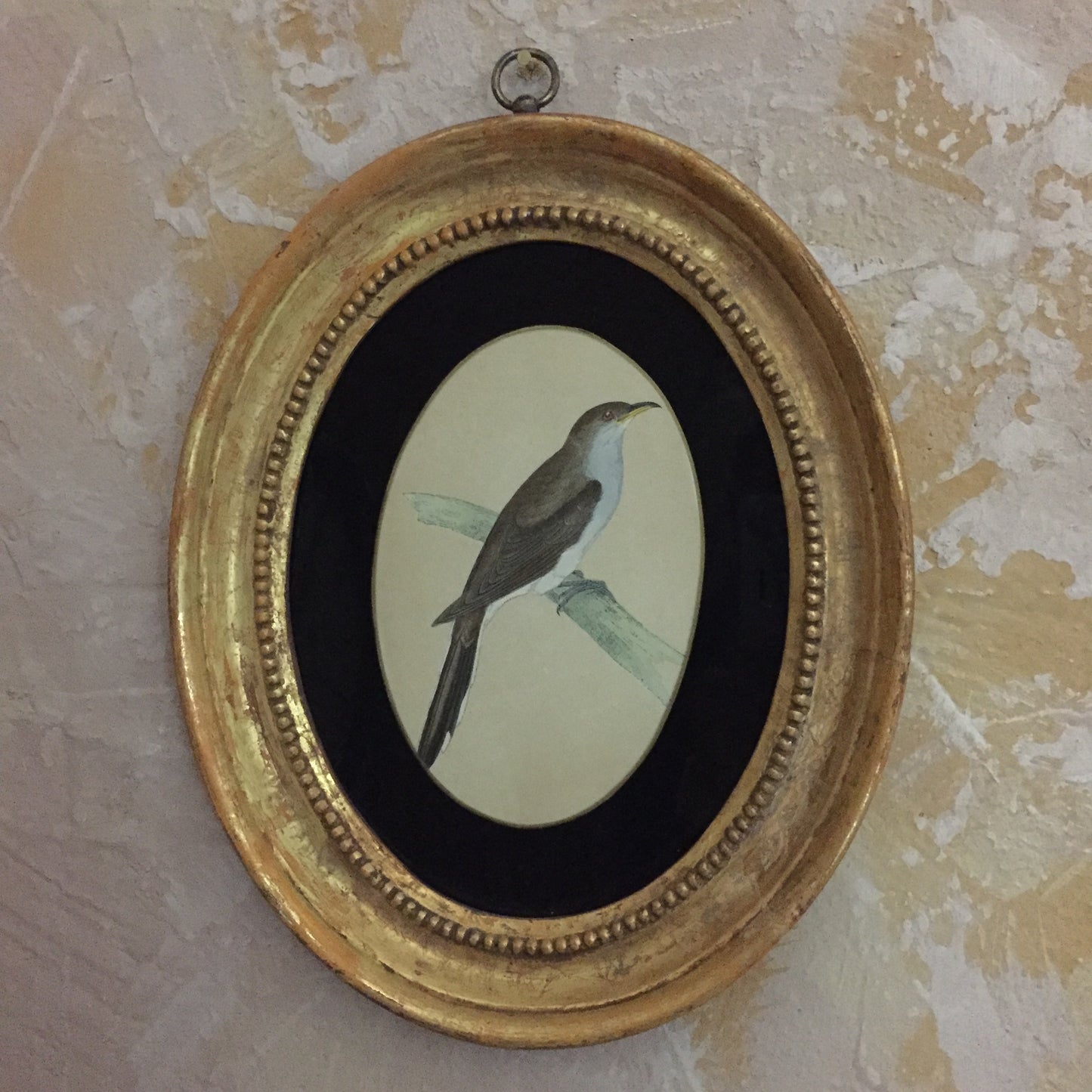 Collections Of Framed Bird Engravings