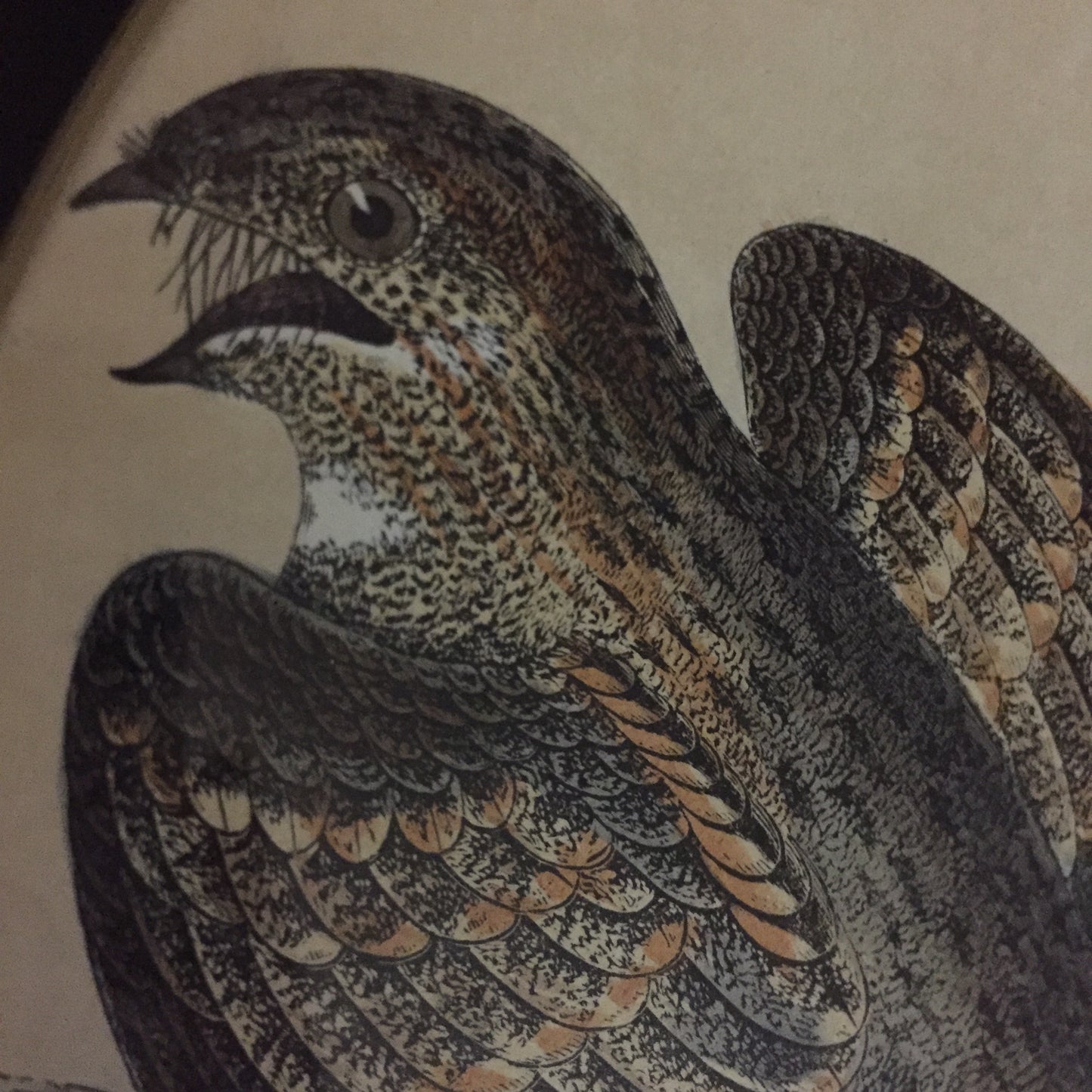 Collections Of Framed Bird Engravings