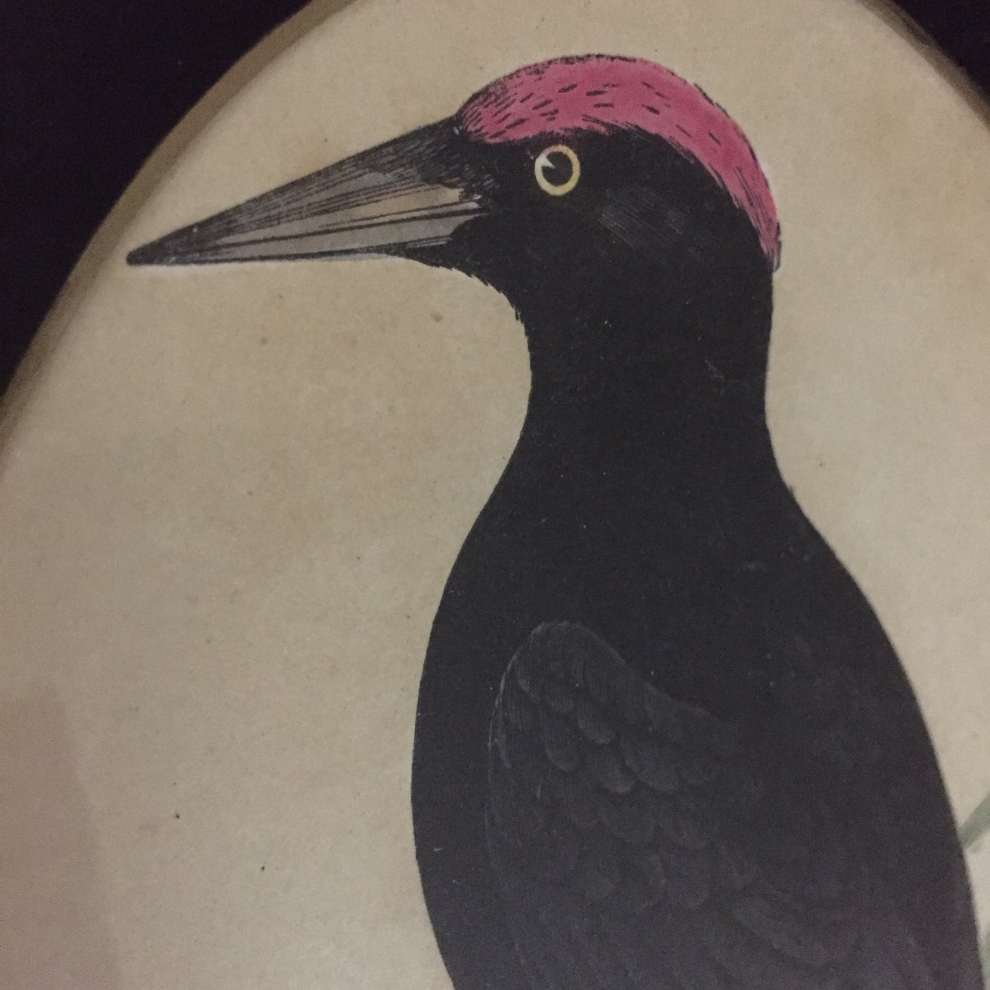 Collections Of Framed Bird Engravings