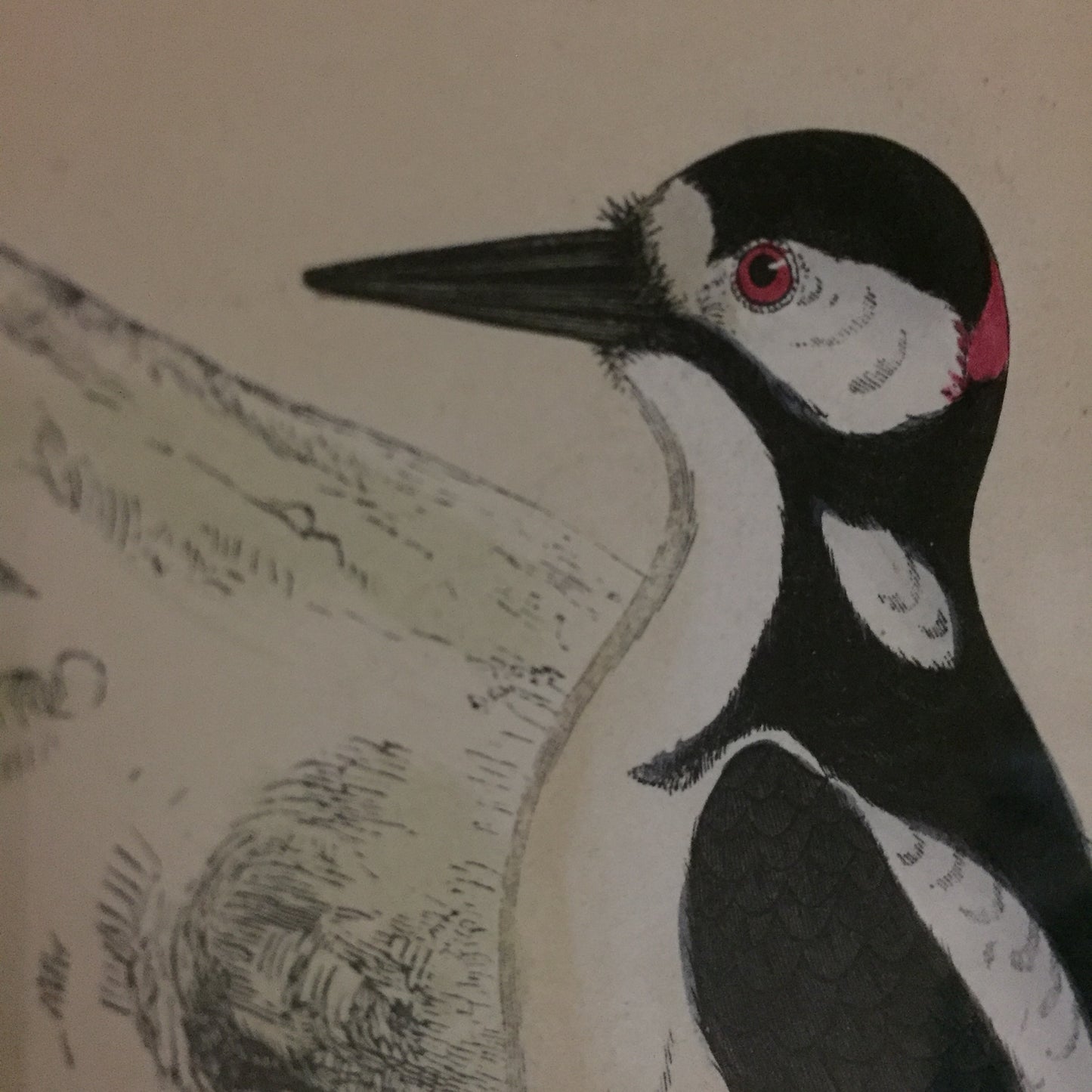 Collections Of Framed Bird Engravings