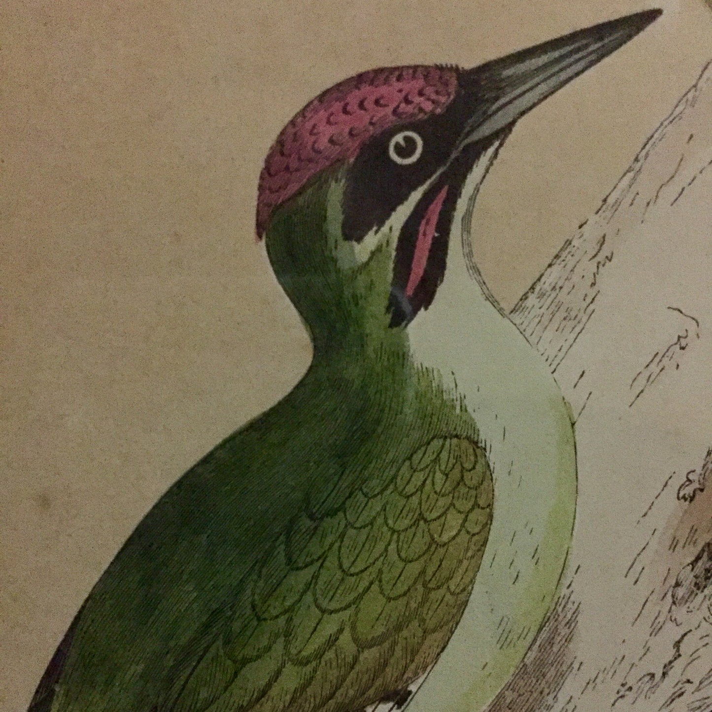 Collections Of Framed Bird Engravings