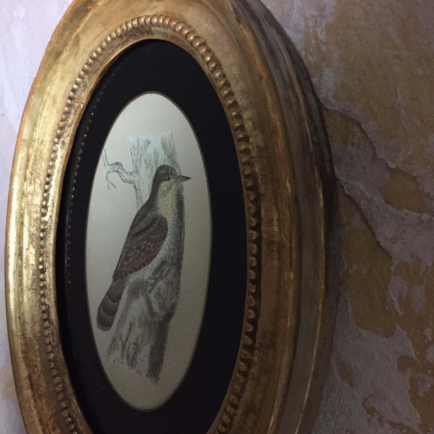 Collections Of Framed Bird Engravings
