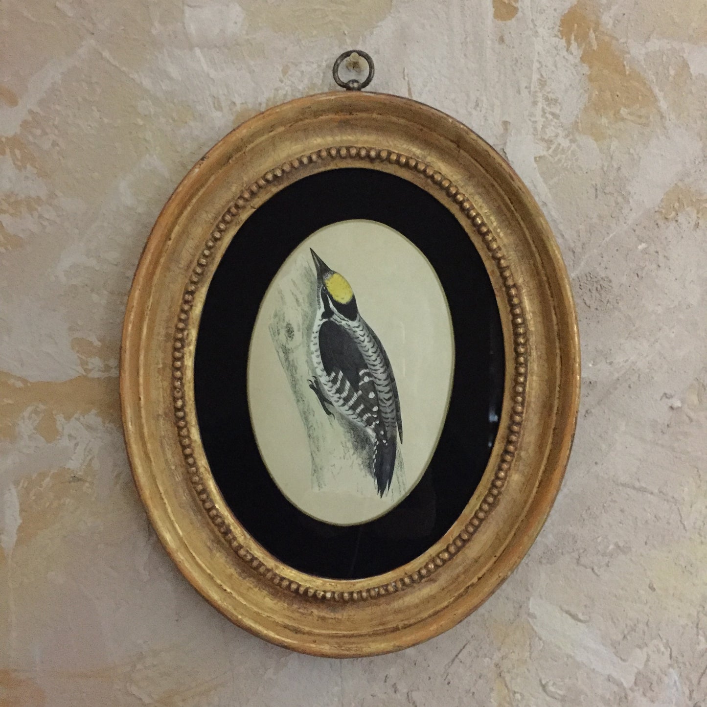 Collections Of Framed Bird Engravings