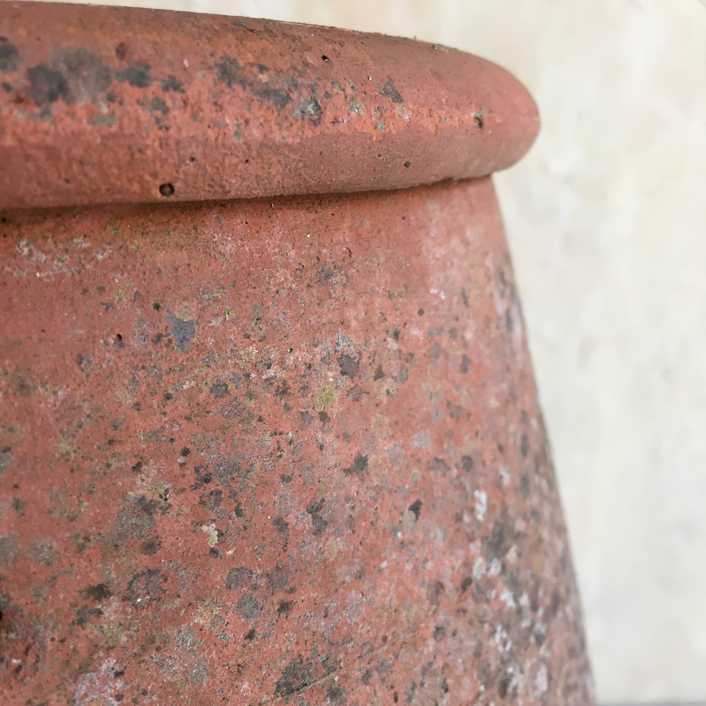 Terracotta Rhubarb Forcer