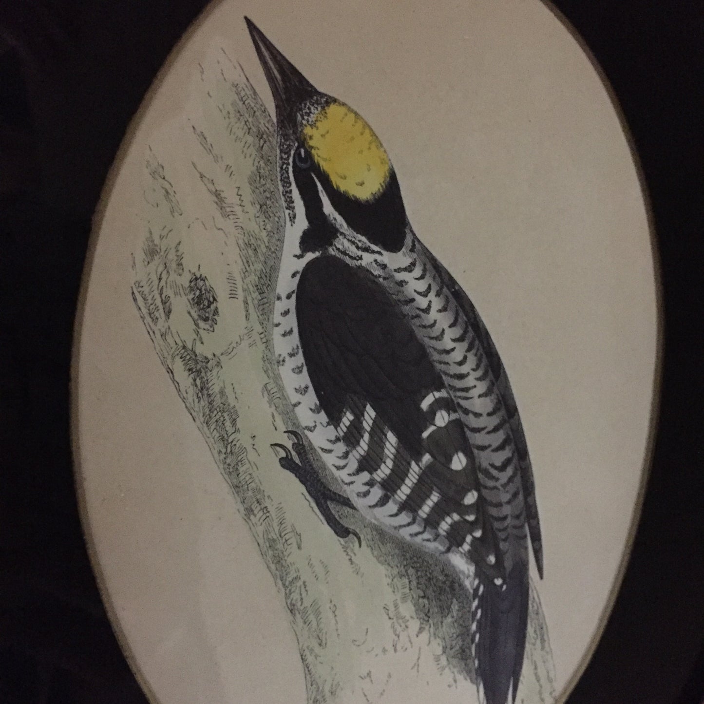 Collections Of Framed Bird Engravings