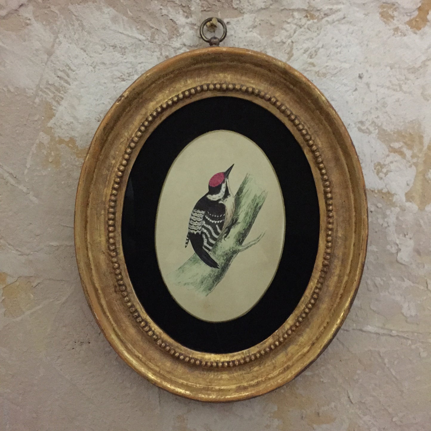 Collections Of Framed Bird Engravings