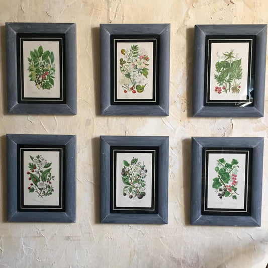 A Set Of Six Framed Botanical's