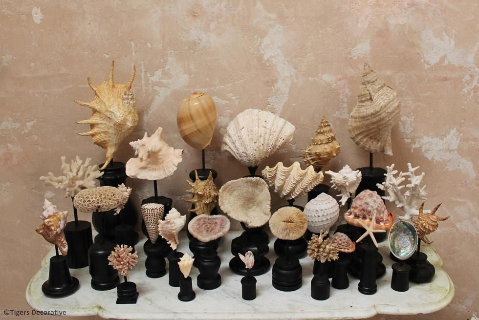 Collection Of 30 Mounted Shells