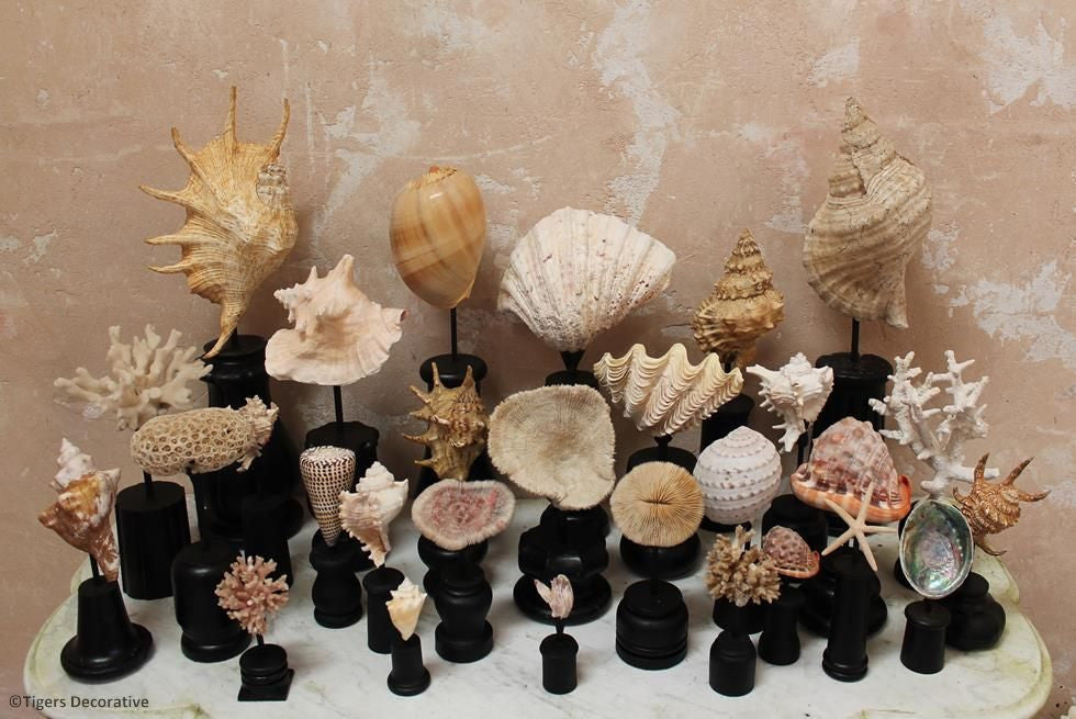 Collection Of 30 Mounted Shells