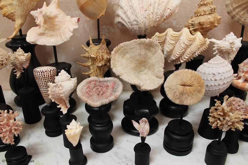 Collection Of 30 Mounted Shells