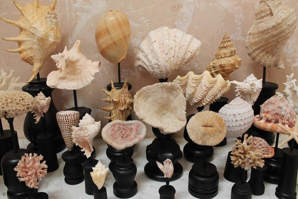 Collection Of 30 Mounted Shells