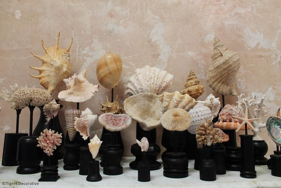 Collection Of 30 Mounted Shells